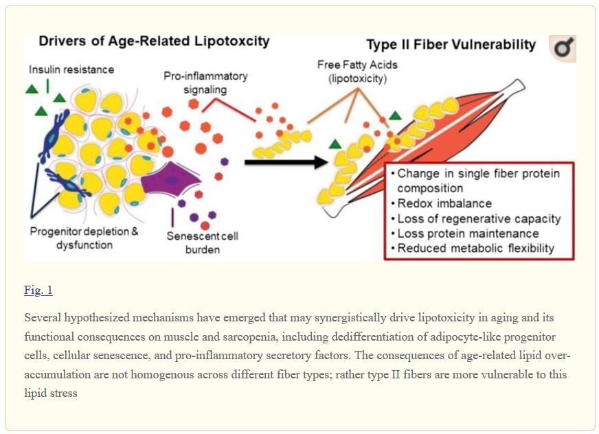 Lipides_insulino_resistance_sarcopénie