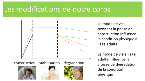 illustration phase de construction